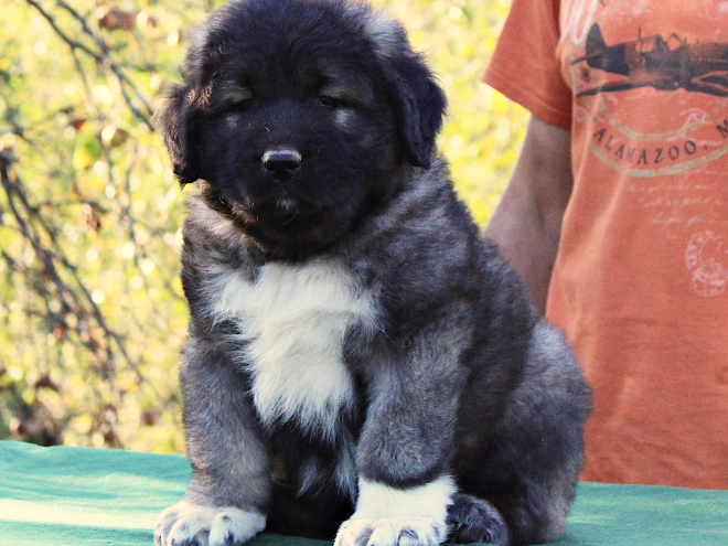 Caucasian Mountain Dog puppy for sale