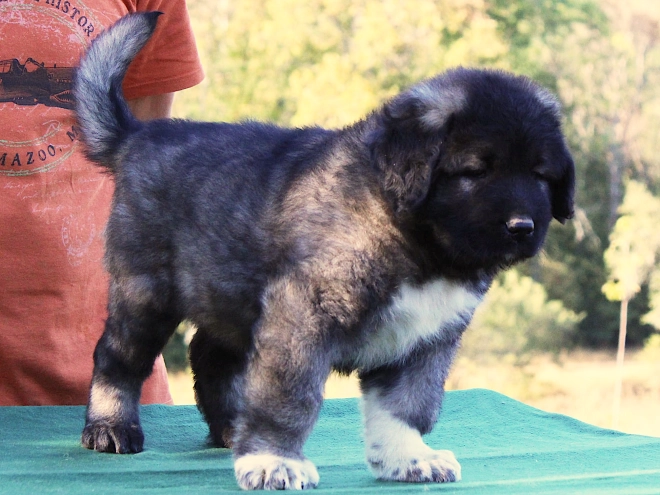 Caucasian Mountain Dog puppy for sale