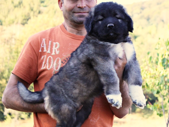 Caucasian Mountain Dog puppy for sale