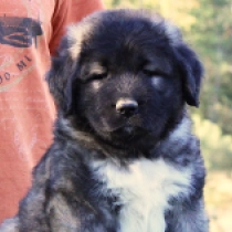 Gloria, grizzle Caucasian Mountain Dog for sale