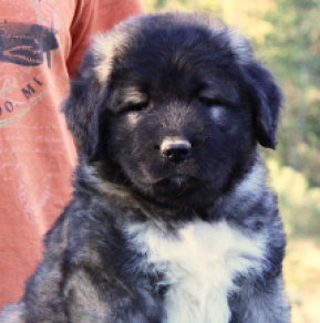 Caucasian Mountain Dog puppy for sale