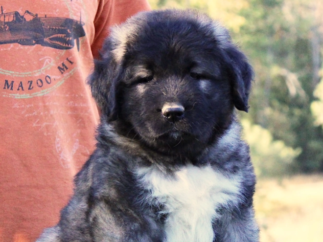 Caucasian Mountain Dog puppy for sale