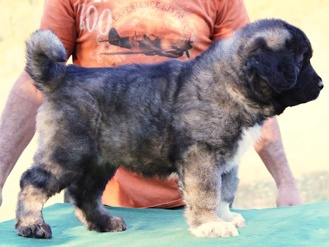 Caucasian Mountain Dog puppy for sale