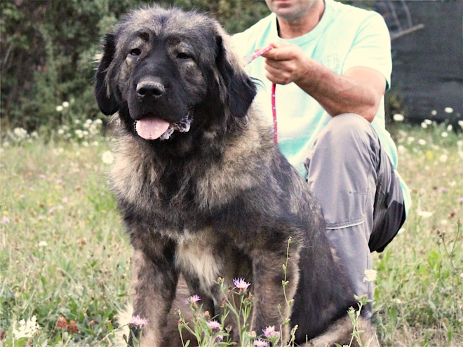 Caucasian Mountain Dog puppy for sale