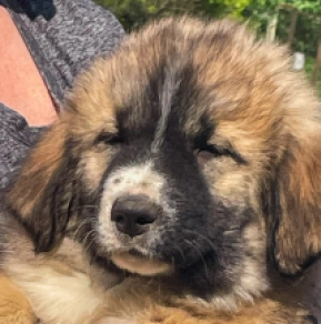 Caucasian Mountain Dog puppy for sale