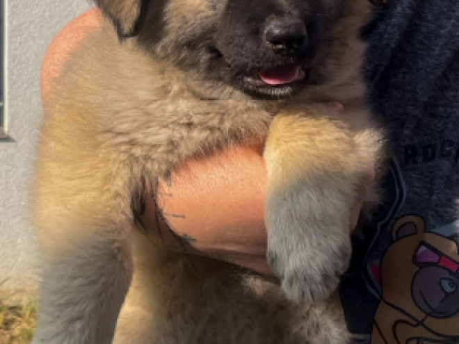 Perros Pastor del Cáucaso en venta