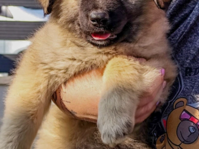 Perros Pastor del Cáucaso en venta