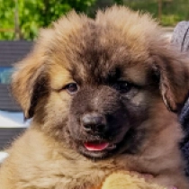 Alana, grizzle Pastor del Cáucaso en venta