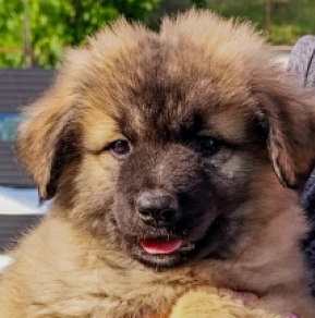 Caucasian Mountain Dog puppy for sale