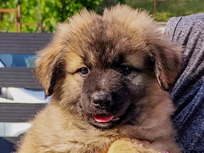 Perros Pastor del Cáucaso en venta