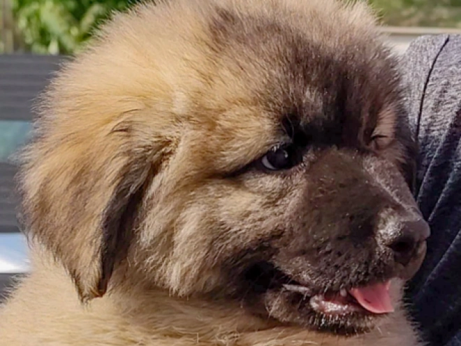 Perros Pastor del Cáucaso en venta