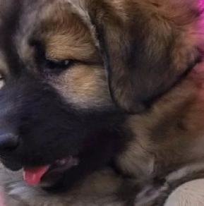 Caucasian Mountain Dog puppy for sale