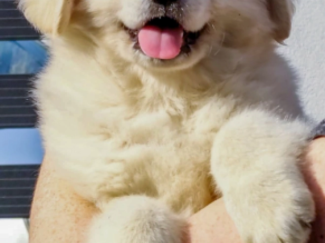 Perros Pastor del Cáucaso en venta