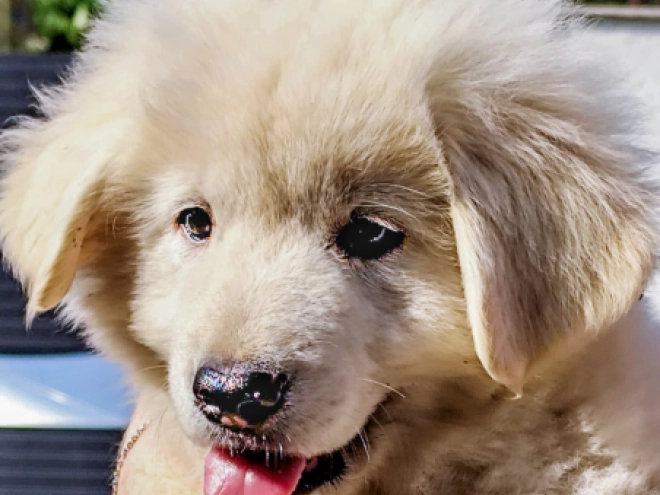Perros Pastor del Cáucaso en venta