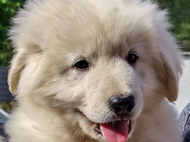 Perros Pastor del Cáucaso en venta