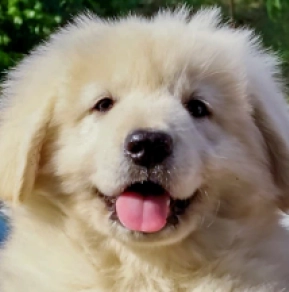 Caucasian Mountain Dog puppy for sale