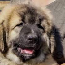 Alfa, grizzle Pastor del Cáucaso en venta