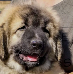 Caucasian Mountain Dog puppy for sale