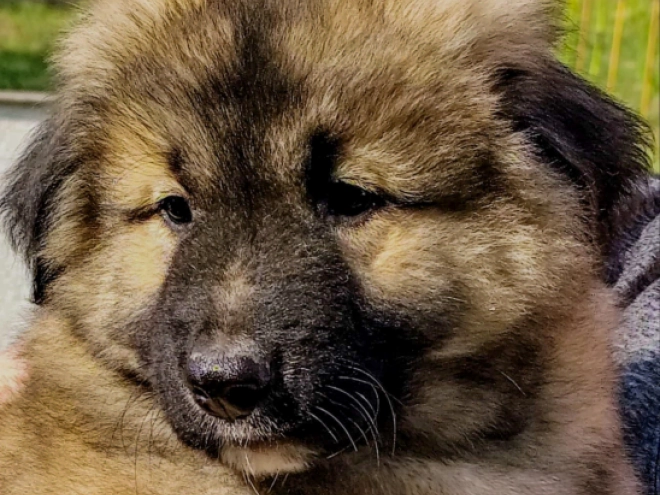 Caucasian Mountain Dog puppy for sale