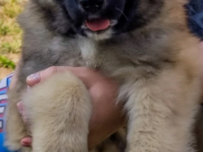 Caucasian Mountain Dog puppy for sale