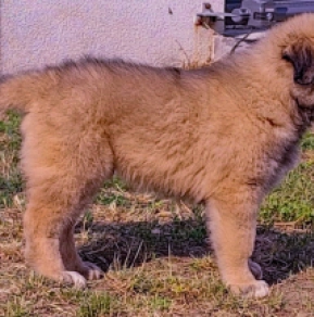 Caucasian Mountain Dog puppy for sale
