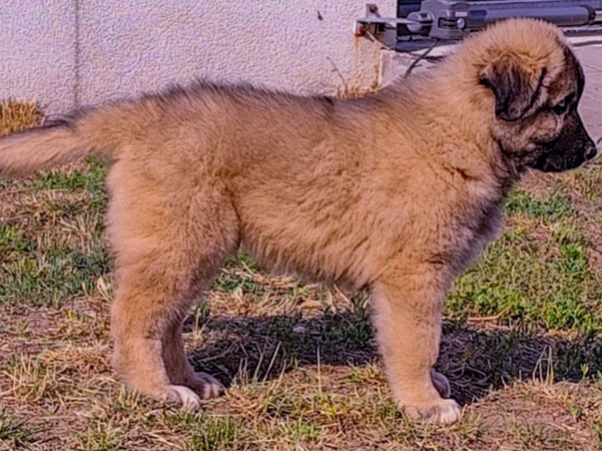 Caucasian Mountain Dog puppy for sale
