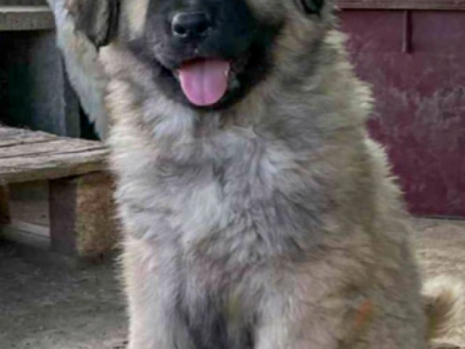 Caucasian Mountain Dog puppy for sale