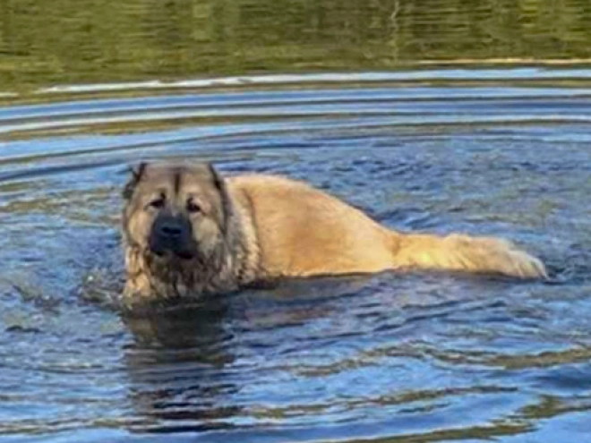 Perros Pastor del Cáucaso en venta