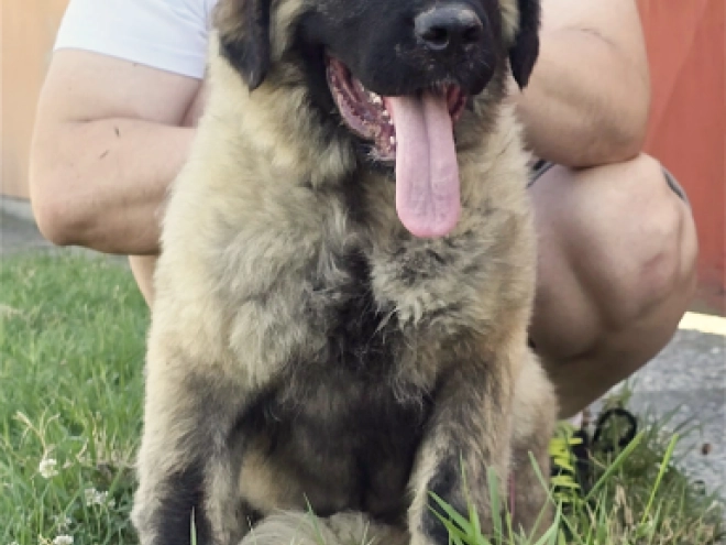 Caucasian Mountain Dog puppy for sale