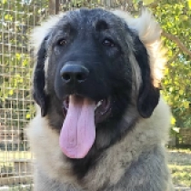 Yeva, grizzle Caucasian Mountain Dog for sale