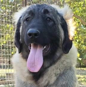 Caucasian Mountain Dog puppy for sale