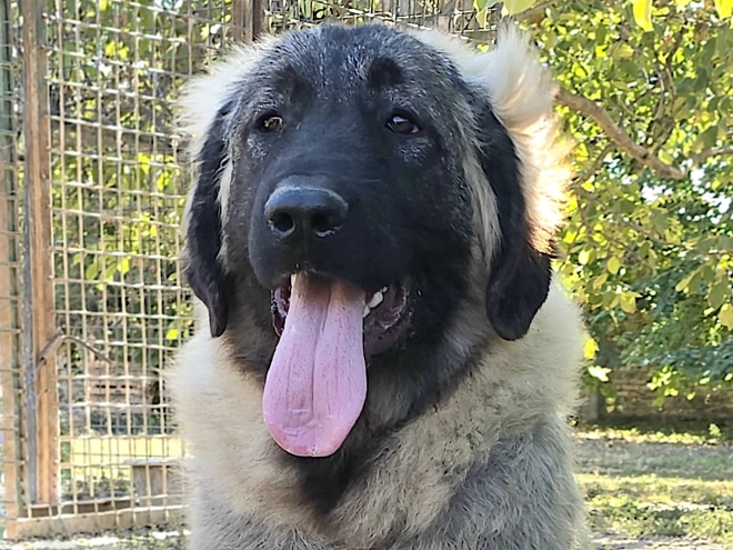 Perros Pastor Caucásico en venta