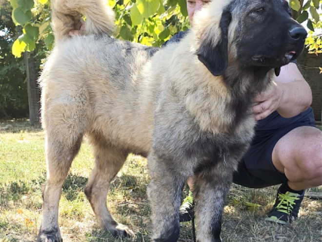 Perros Pastor Caucásico en venta