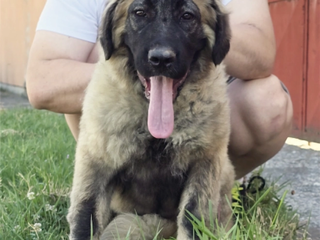 Caucasian Mountain Dog puppy for sale
