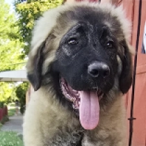 Yeva, grizzle Caucasian Mountain Dog for sale