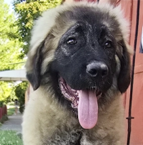 Caucasian Mountain Dog puppy for sale
