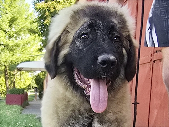 Caucasian Mountain Dog puppy for sale