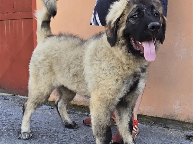 Caucasian Mountain Dog puppy for sale