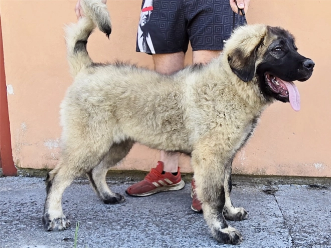 Caucasian Mountain Dog puppy for sale