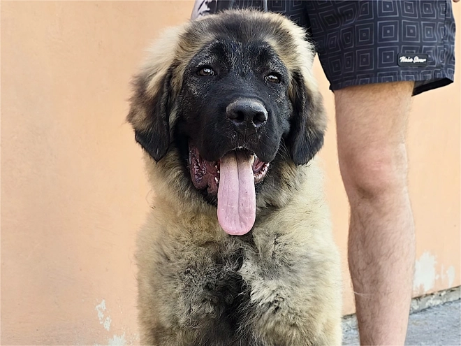 Caucasian Mountain Dog puppy for sale