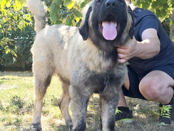 Perros Pastor Caucásico en venta