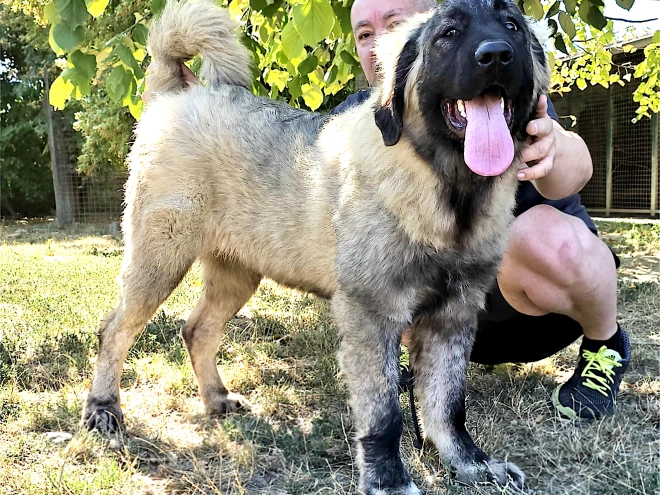 Perros Pastor Caucásico en venta