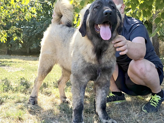 Perros Pastor Caucásico en venta