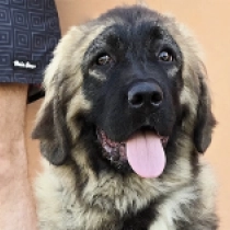 Vania, grizzle Caucasian Mountain Dog for sale