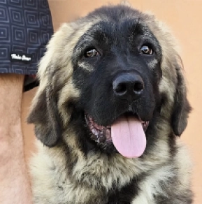 Caucasian Mountain Dog puppy for sale