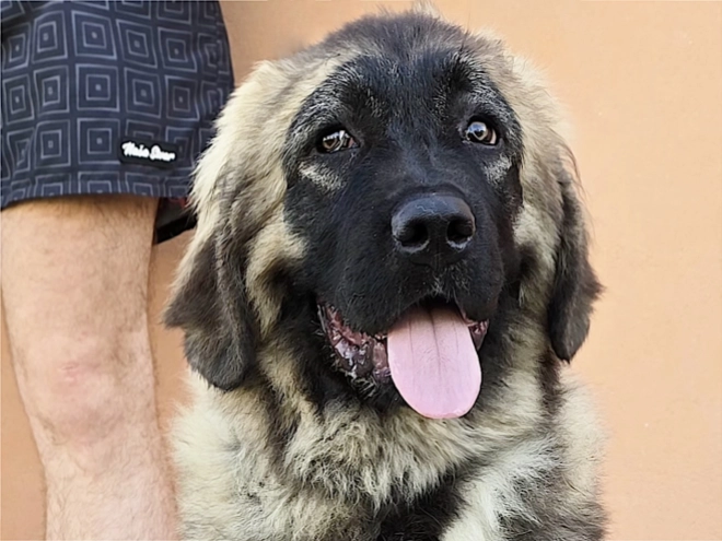 Caucasian Mountain Dog puppy for sale