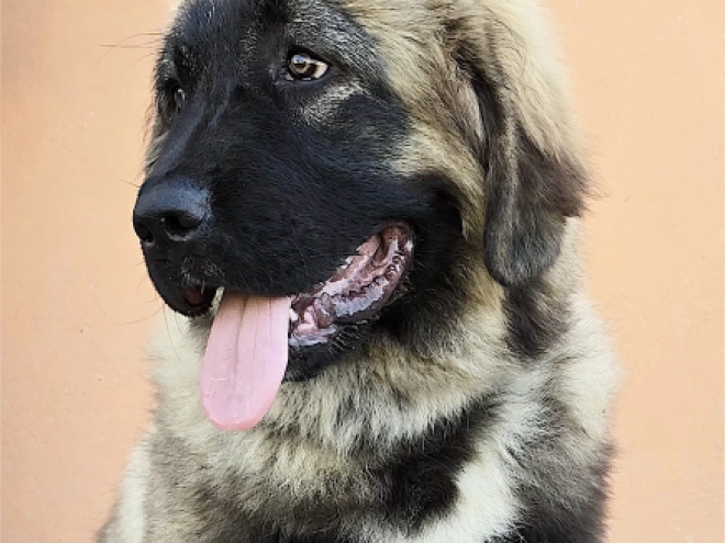 Caucasian Mountain Dog puppy for sale