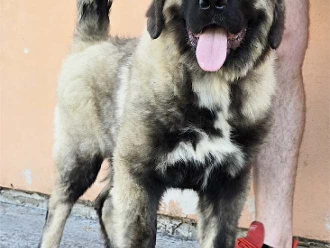 Caucasian Mountain Dog puppy for sale