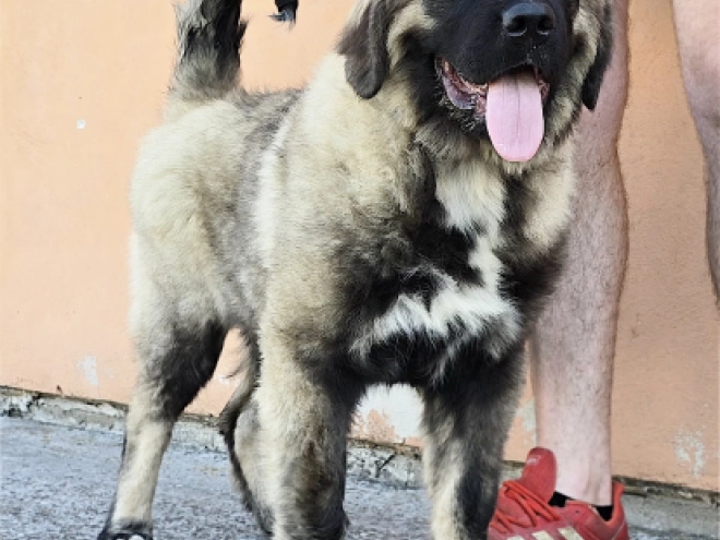 Caucasian Mountain Dog puppy for sale