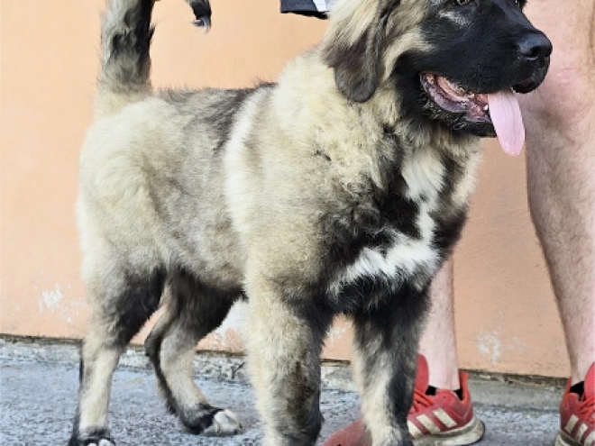 Caucasian Mountain Dog puppy for sale
